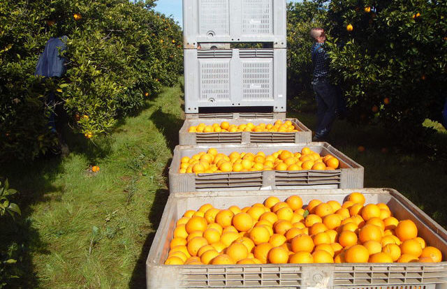 palotnaranja.jpg